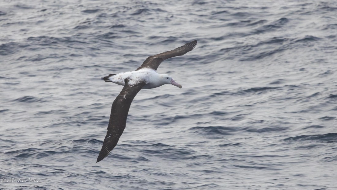 HDS31-25, Day 10, 088A0121-Enhanced-NR © Martin Anstee - Oceanwide Expeditions.jpg