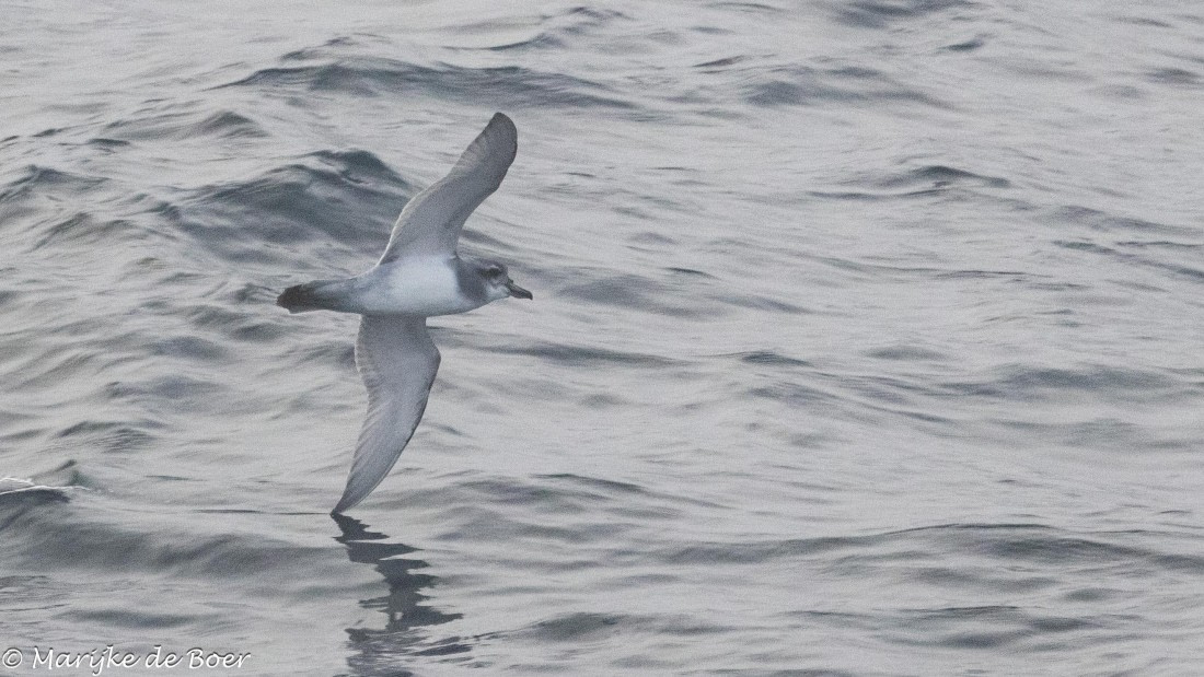 HDS31-25, Day 10, 20250401-398A6304 © Marijke de Boer - Oceanwide Expeditions.jpg