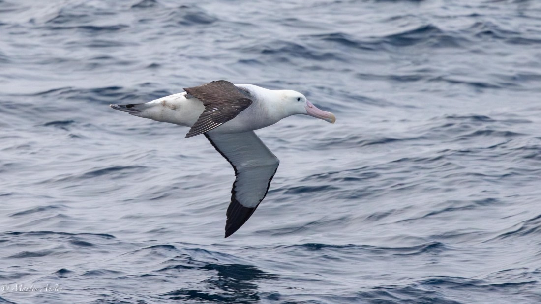 HDS31-25, Day 10, 088A0123-Enhanced-NR © Martin Anstee - Oceanwide Expeditions.jpg