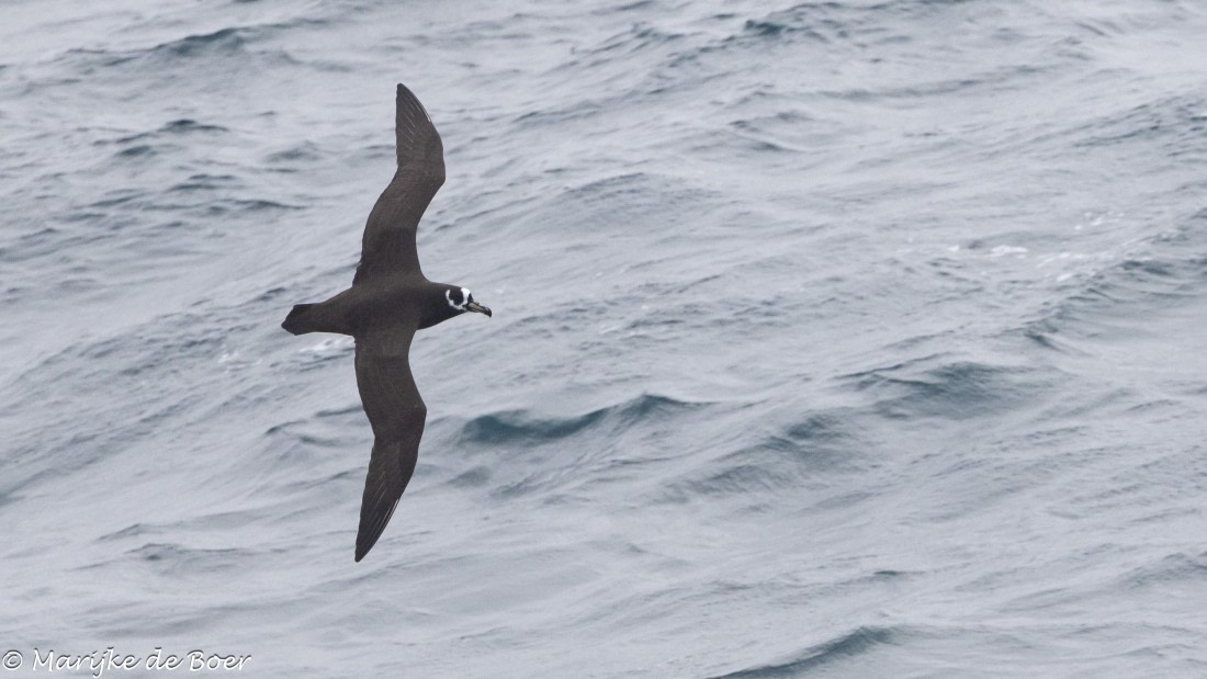 HDS31-25, Day 10, spectaced petrel 20250401-398A6247 © Marijke de Boer - Oceanwide Expeditions.jpg