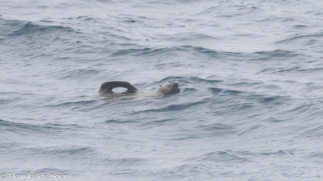 HDS31-25, Day 10, subantarctic fur seal 20250401-398A6268 © Marijke de Boer - Oceanwide Expeditions.jpg