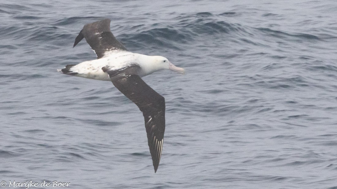 HDS31-25, Day 10, tristan albatross 20250401-398A6332 © Marijke de Boer - Oceanwide Expeditions.jpg
