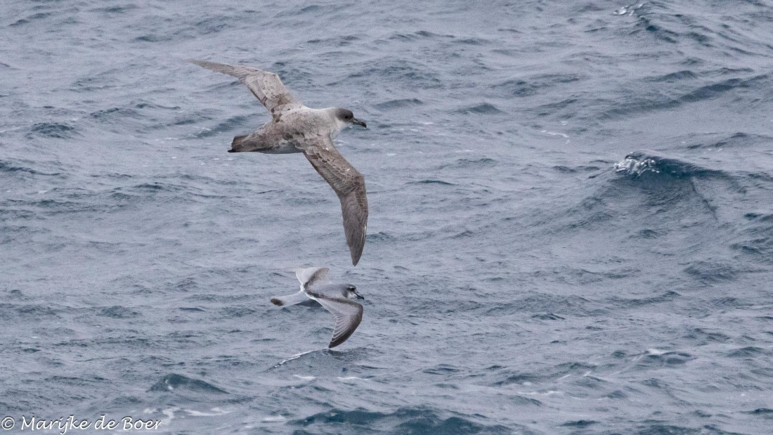 HDS31-25, Day 11, 20250402-398A6474 © Marijke de Boer - Oceanwide Expeditions.jpg
