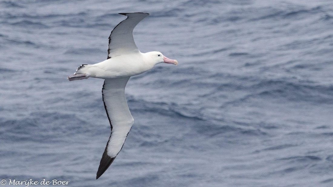 HDS31-25, Day 11, 20250402-398A6523 © Marijke de Boer - Oceanwide Expeditions.jpg