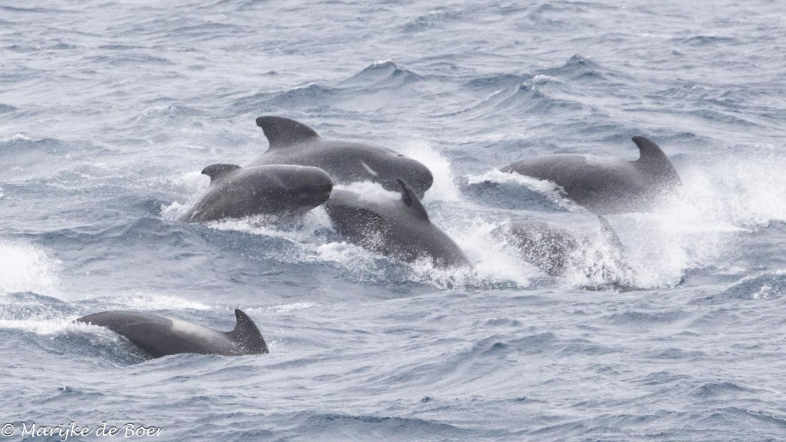 HDS31-25, Day 11, 20250402-398A6582 © Marijke de Boer - Oceanwide Expeditions.jpg