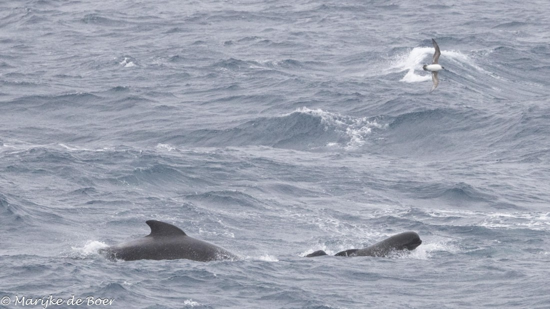 HDS31-25, Day 11, 20250402-398A6586 © Marijke de Boer - Oceanwide Expeditions.jpg