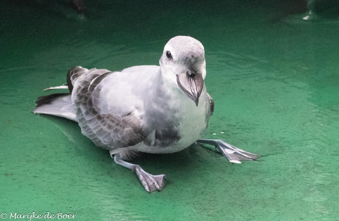 HDS31-25, Day 11, broadbilled 20250402-398A6374 © Marijke de Boer - Oceanwide Expeditions.jpg