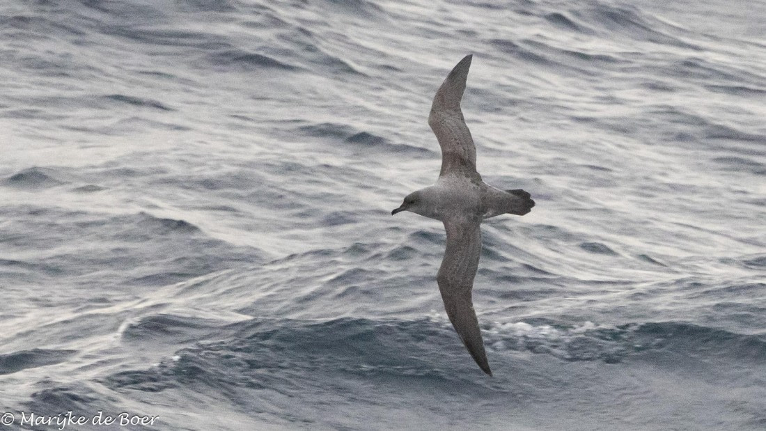 HDS31-25, Day 11, grey petrel 20250402-398A6352 © Marijke de Boer - Oceanwide Expeditions.jpg