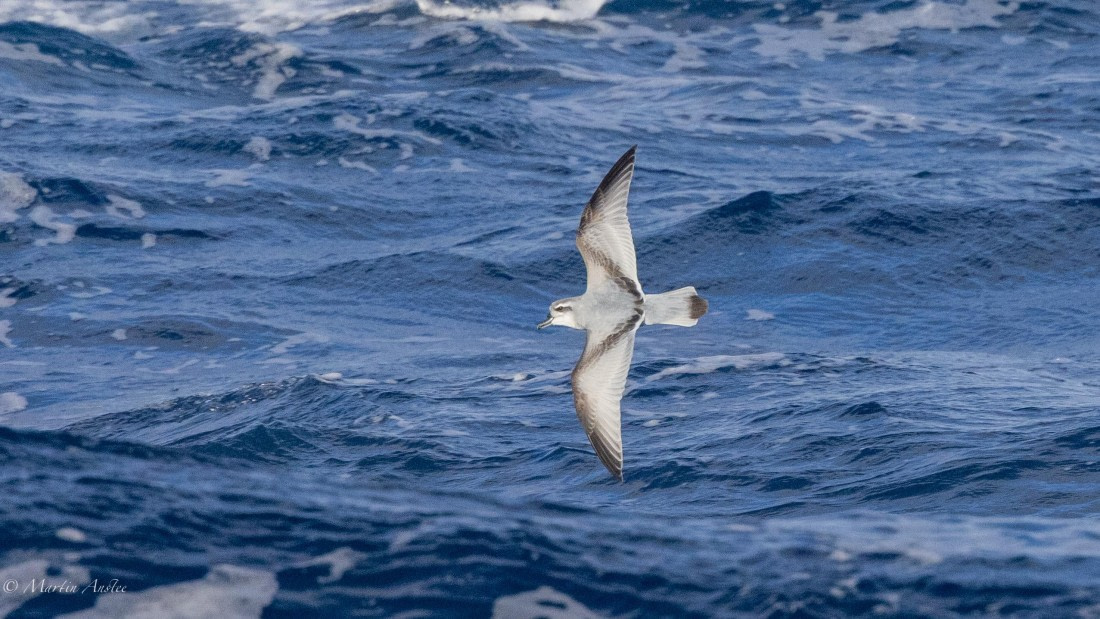 HDS31-25, Day 12, 088A0310 © Martin Anstee - Oceanwide Expeditions.jpg