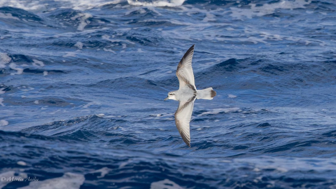 HDS31-25, Day 12, 088A0310-Enhanced-NR © Martin Anstee - Oceanwide Expeditions.jpg