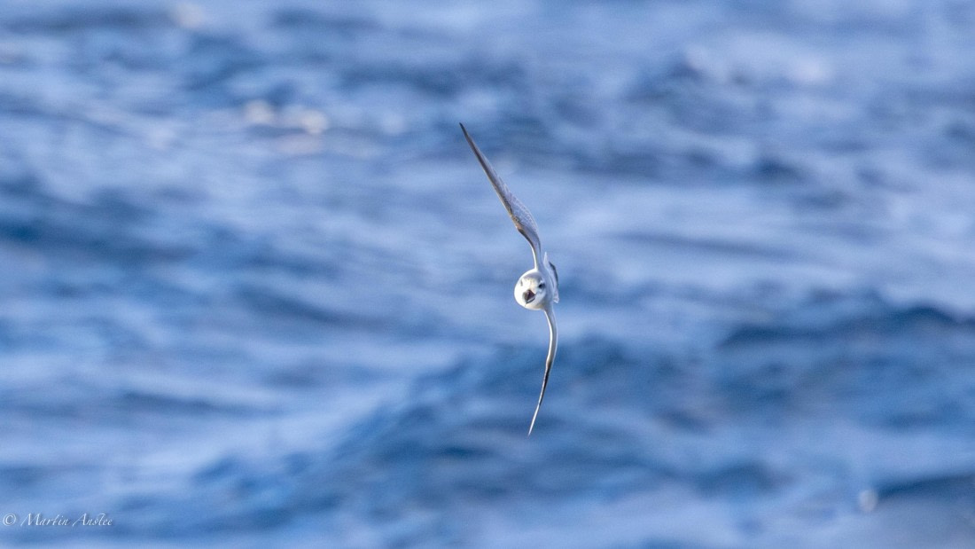 HDS31-25, Day 12, 088A0312-Enhanced-NR © Martin Anstee - Oceanwide Expeditions.jpg