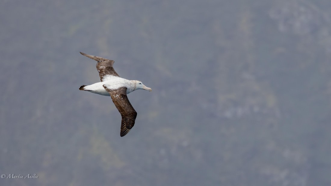 HDS31-25, Day 12, 088A0427-Enhanced-NR © Martin Anstee - Oceanwide Expeditions.jpg