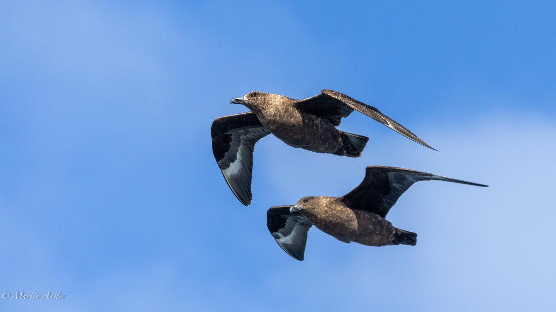 HDS31-25, Day 12, 088A0358 © Martin Anstee - Oceanwide Expeditions.jpg