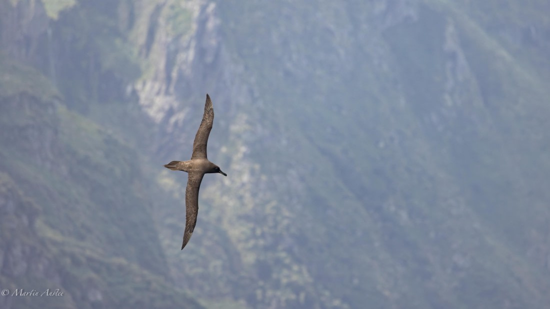 HDS31-25, Day 12, 088A0446-Enhanced-NR © Martin Anstee - Oceanwide Expeditions.jpg