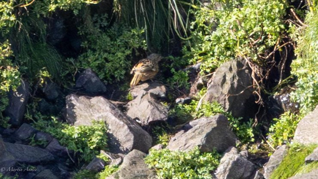 HDS31-25, Day 12, 088A0491-Enhanced-NR © Martin Anstee - Oceanwide Expeditions.jpg