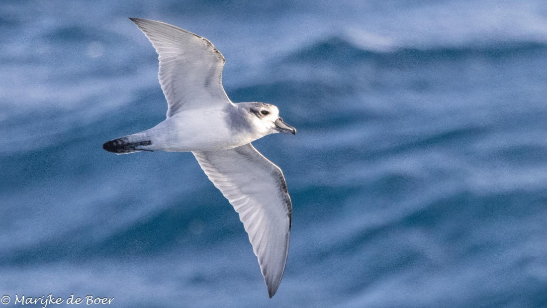 HDS31-25, Day 12, 20250403-398A6615 © Marijke de Boer - Oceanwide Expeditions.jpg