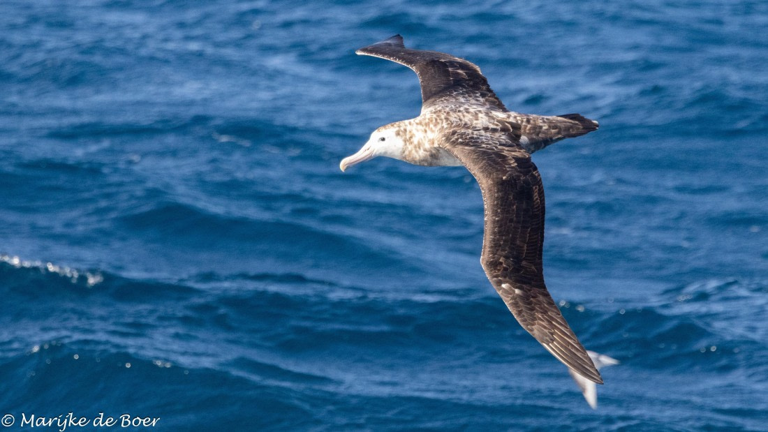 HDS31-25, Day 12, 20250403-398A6631 © Marijke de Boer - Oceanwide Expeditions.jpg