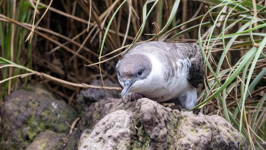HDS31-25, Day 13, 088A0492-Enhanced-NR © Martin Anstee - Oceanwide Expeditions.jpg