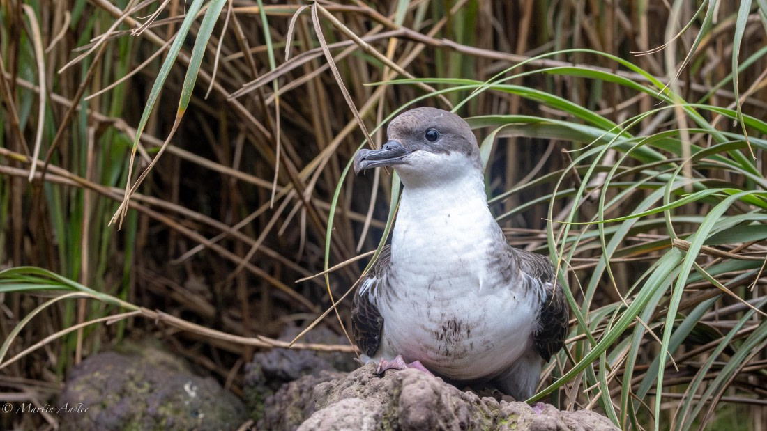 HDS31-25, Day 13, 088A0493-Enhanced-NR © Martin Anstee - Oceanwide Expeditions.jpg