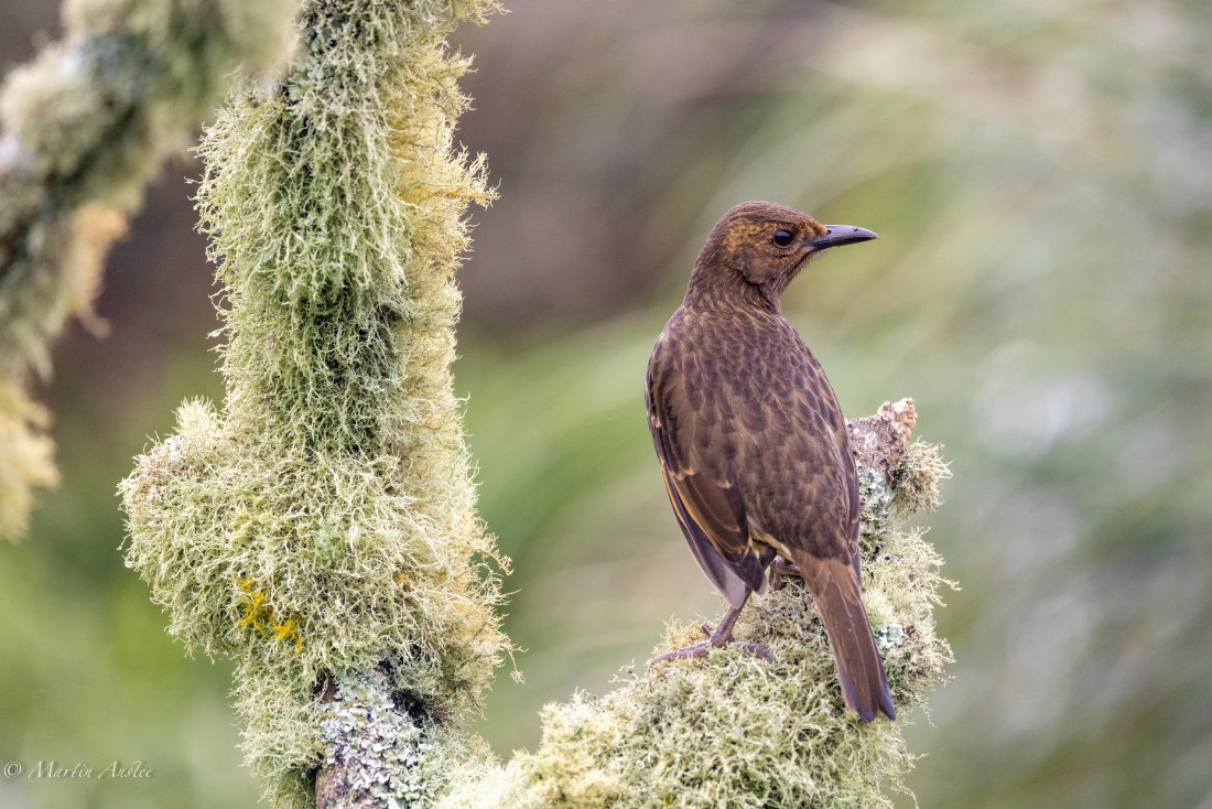 HDS31-25, Day 13, 088A0524 © Martin Anstee - Oceanwide Expeditions.jpg