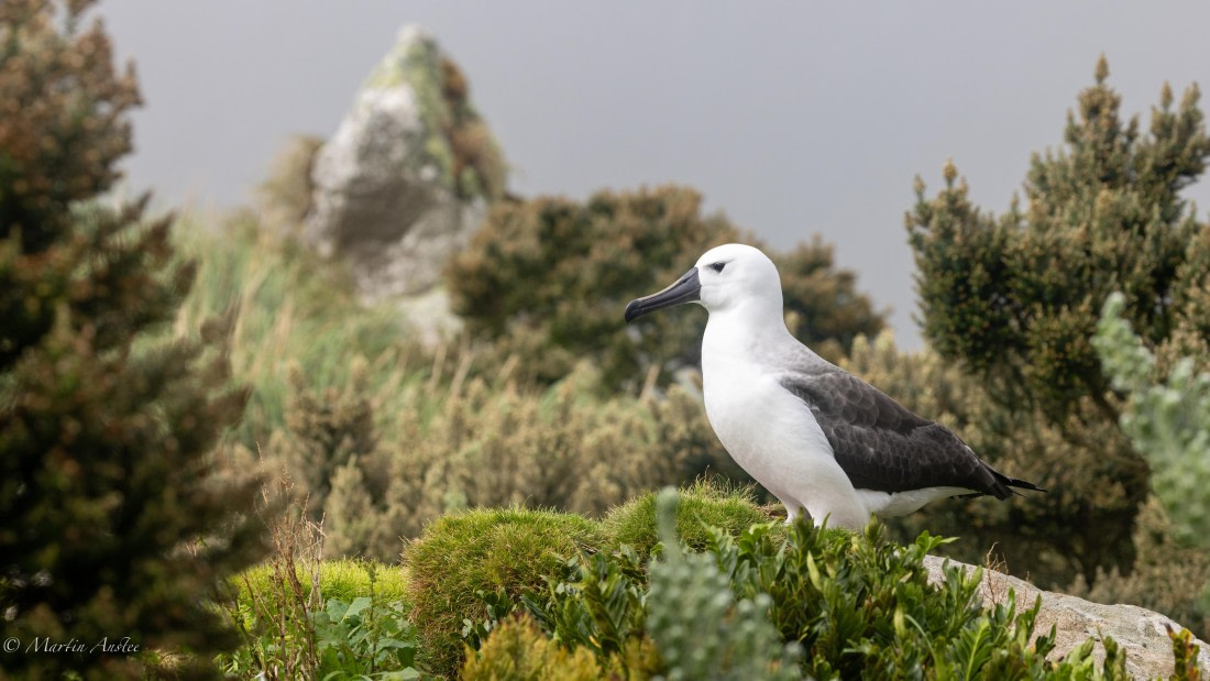 HDS31-25, Day 13, 088A0533 © Martin Anstee - Oceanwide Expeditions.jpg