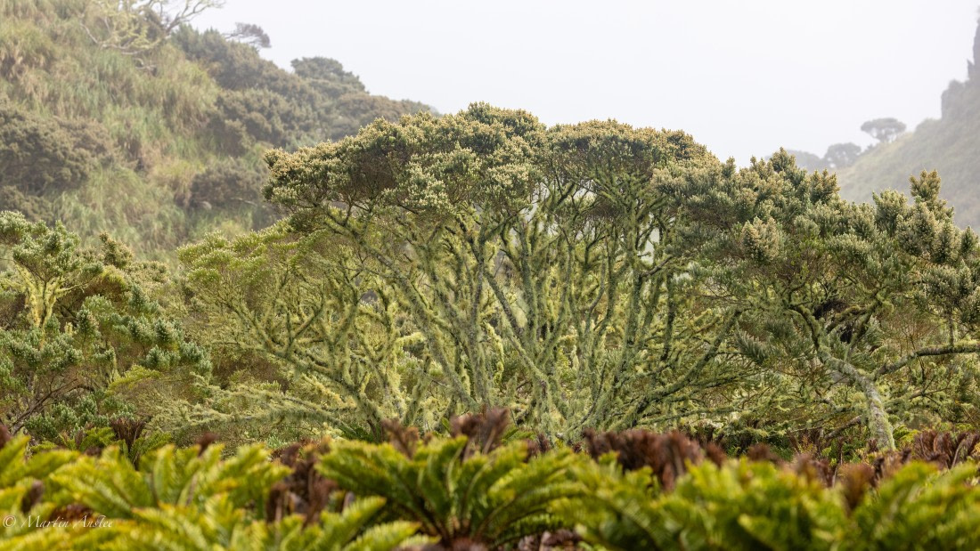 HDS31-25, Day 13, 088A0540 © Martin Anstee - Oceanwide Expeditions.jpg
