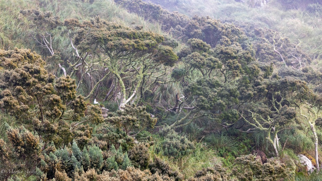 HDS31-25, Day 13, 088A0541 © Martin Anstee - Oceanwide Expeditions.jpg