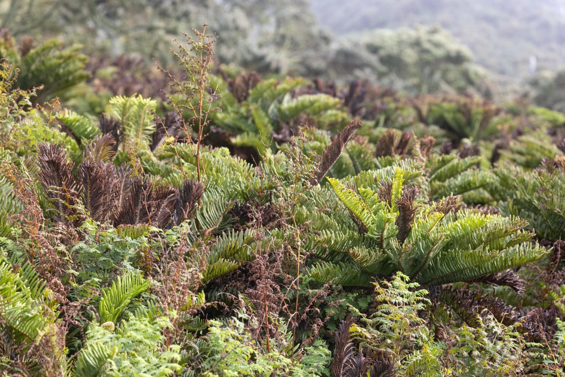 HDS31-25, Day 13, 088A0543 © Martin Anstee - Oceanwide Expeditions.jpg