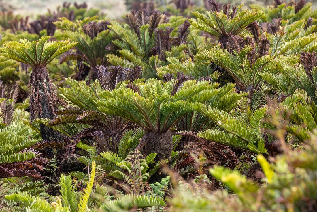 HDS31-25, Day 13, 088A0544 © Martin Anstee - Oceanwide Expeditions.jpg