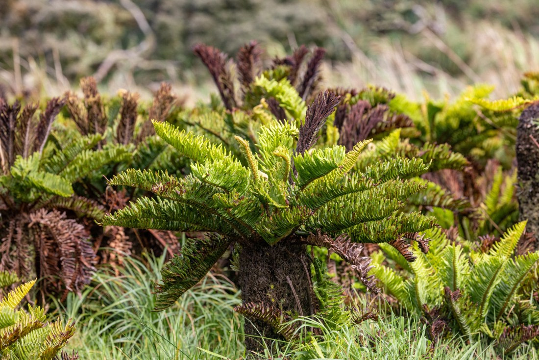 HDS31-25, Day 13, 088A0545 © Martin Anstee - Oceanwide Expeditions.jpg
