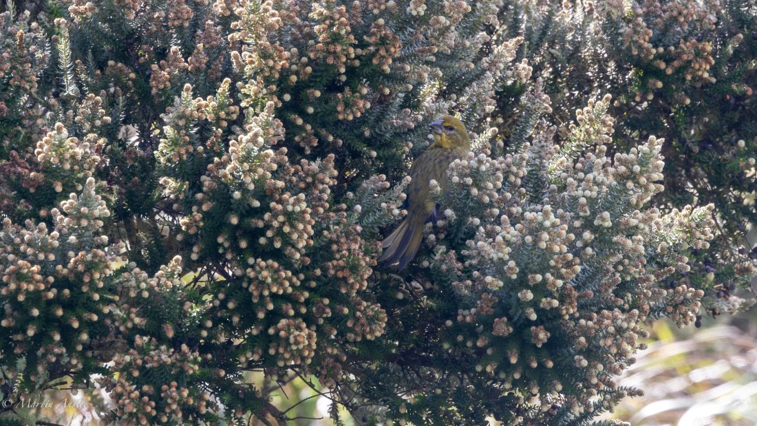 HDS31-25, Day 13, 088A0644-Enhanced-NR © Martin Anstee - Oceanwide Expeditions.jpg