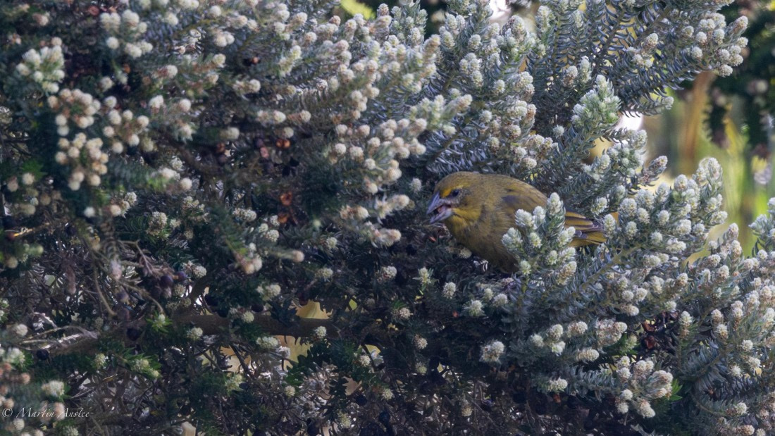 HDS31-25, Day 13, 088A0661-Enhanced-NR © Martin Anstee - Oceanwide Expeditions.jpg