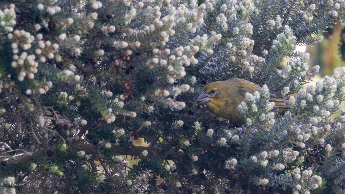 HDS31-25, Day 13, 088A0663-Enhanced-NR © Martin Anstee - Oceanwide Expeditions.jpg
