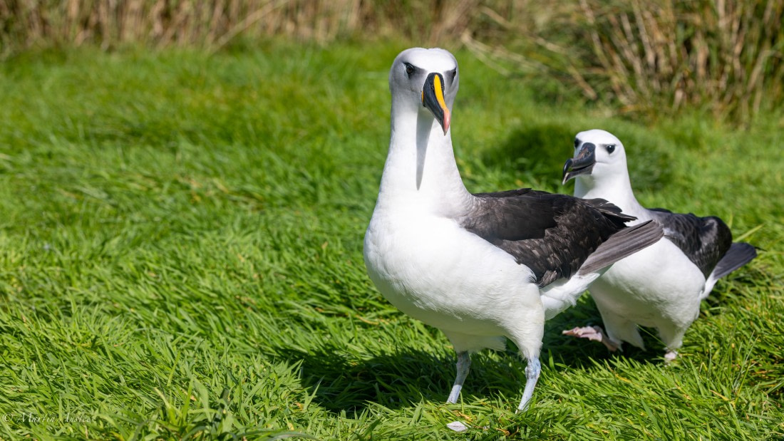 HDS31-25, Day 13, 088A0679-Enhanced-NR © Martin Anstee - Oceanwide Expeditions.jpg