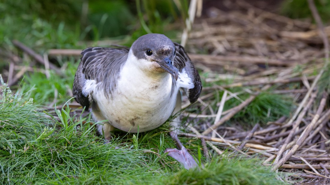 HDS31-25, Day 13, 088A0716-Enhanced-NR © Martin Anstee - Oceanwide Expeditions.jpg