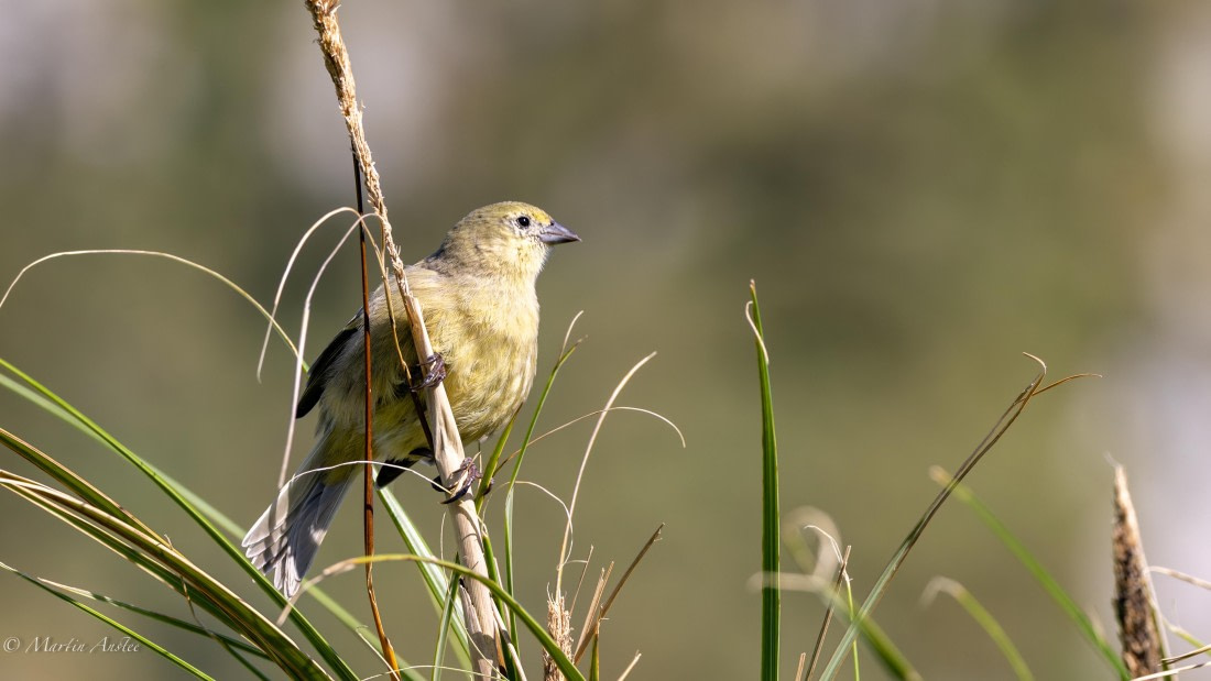 HDS31-25, Day 13, 088A9905-Enhanced-NR © Martin Anstee - Oceanwide Expeditions.jpg