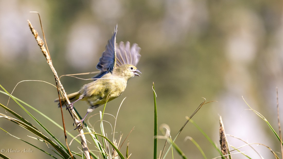 HDS31-25, Day 13, 088A9906 © Martin Anstee - Oceanwide Expeditions.jpg