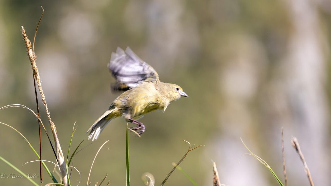 HDS31-25, Day 13, 088A9907-Enhanced-NR © Martin Anstee - Oceanwide Expeditions.jpg