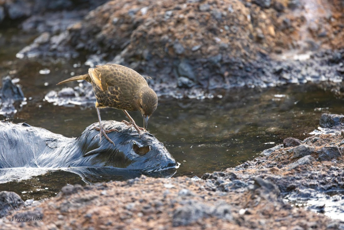 HDS31-25, Day 13, 088A9939-Enhanced-NR © Martin Anstee - Oceanwide Expeditions.jpg