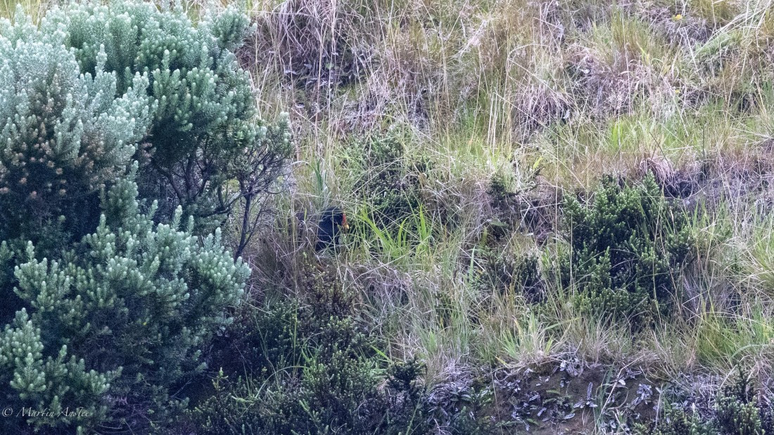 HDS31-25, Day 14, 088A9969 © Martin Anstee - Oceanwide Expeditions.jpg