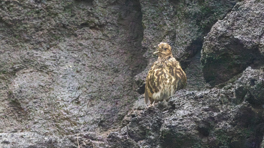 HDS31-25, Day 15, 088A0030-Enhanced-NR © Martin Anstee - Oceanwide Expeditions.jpg