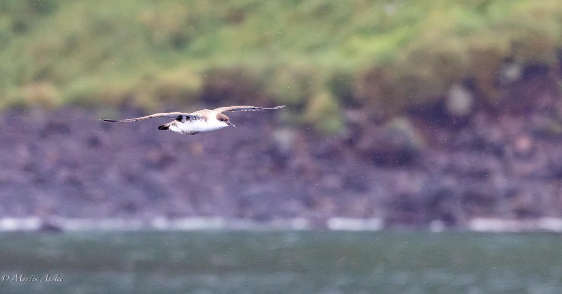 HDS31-25, Day 15, 088A0062-Enhanced-NR © Martin Anstee - Oceanwide Expeditions.jpg