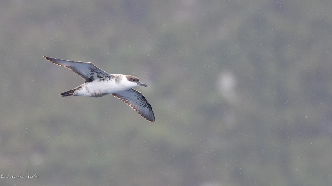 HDS31-25, Day 15, 088A0070-Enhanced-NR © Martin Anstee - Oceanwide Expeditions.jpg