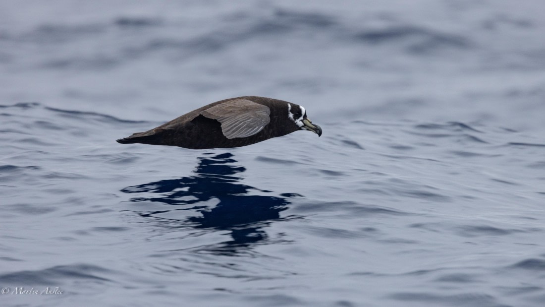 HDS31-25, Day 15, 088A9961 © Martin Anstee - Oceanwide Expeditions.jpg