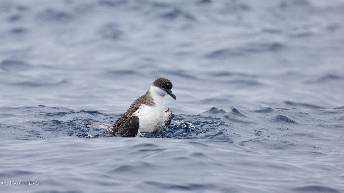 HDS31-25, Day 15, 088A9970 © Martin Anstee - Oceanwide Expeditions.jpg