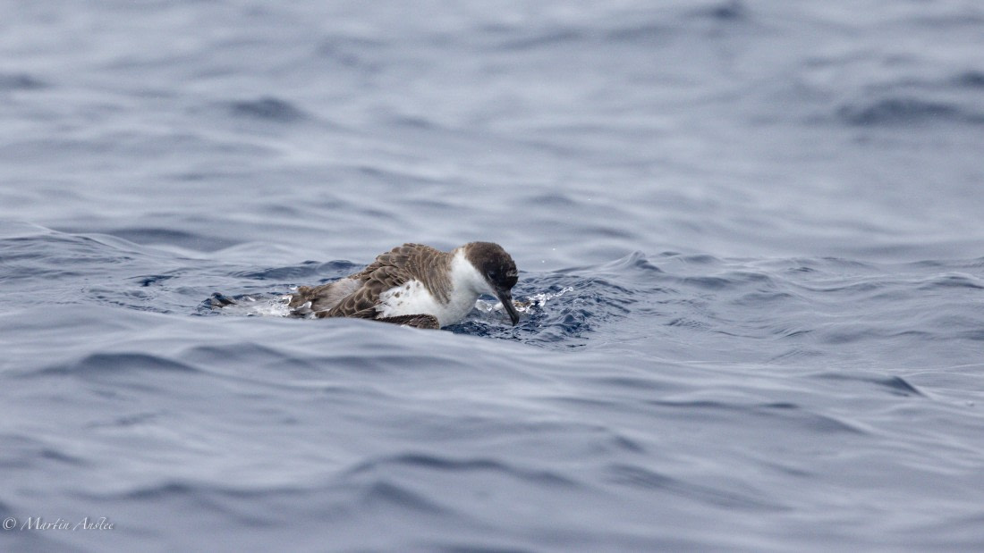 HDS31-25, Day 15, 088A9971 © Martin Anstee - Oceanwide Expeditions.jpg