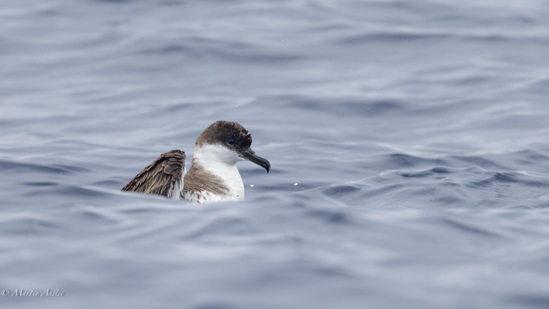 HDS31-25, Day 15, 088A9972-Enhanced-NR © Martin Anstee - Oceanwide Expeditions.jpg