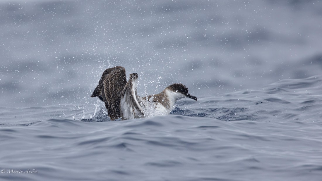 HDS31-25, Day 15, 088A9974-Enhanced-NR © Martin Anstee - Oceanwide Expeditions.jpg