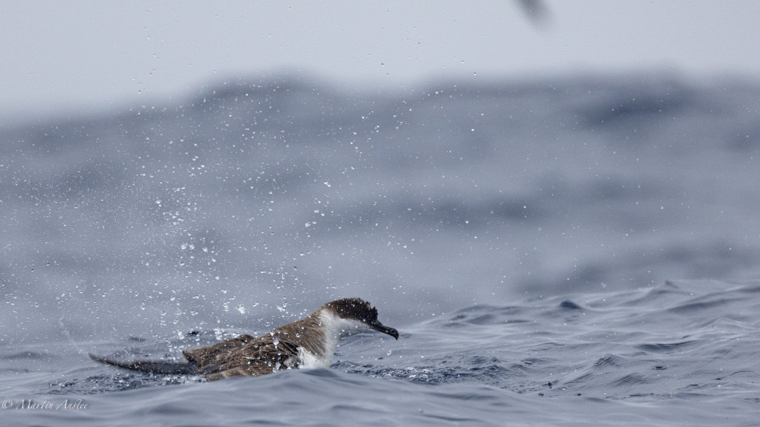 HDS31-25, Day 15, 088A9975 © Martin Anstee - Oceanwide Expeditions.jpg