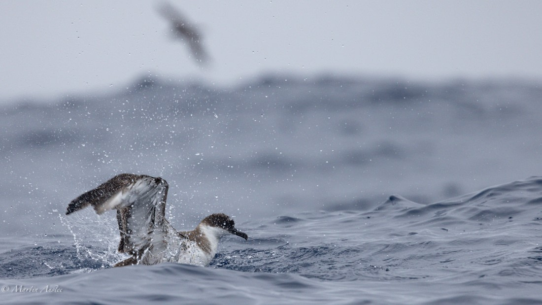 HDS31-25, Day 15, 088A9976 © Martin Anstee - Oceanwide Expeditions.jpg